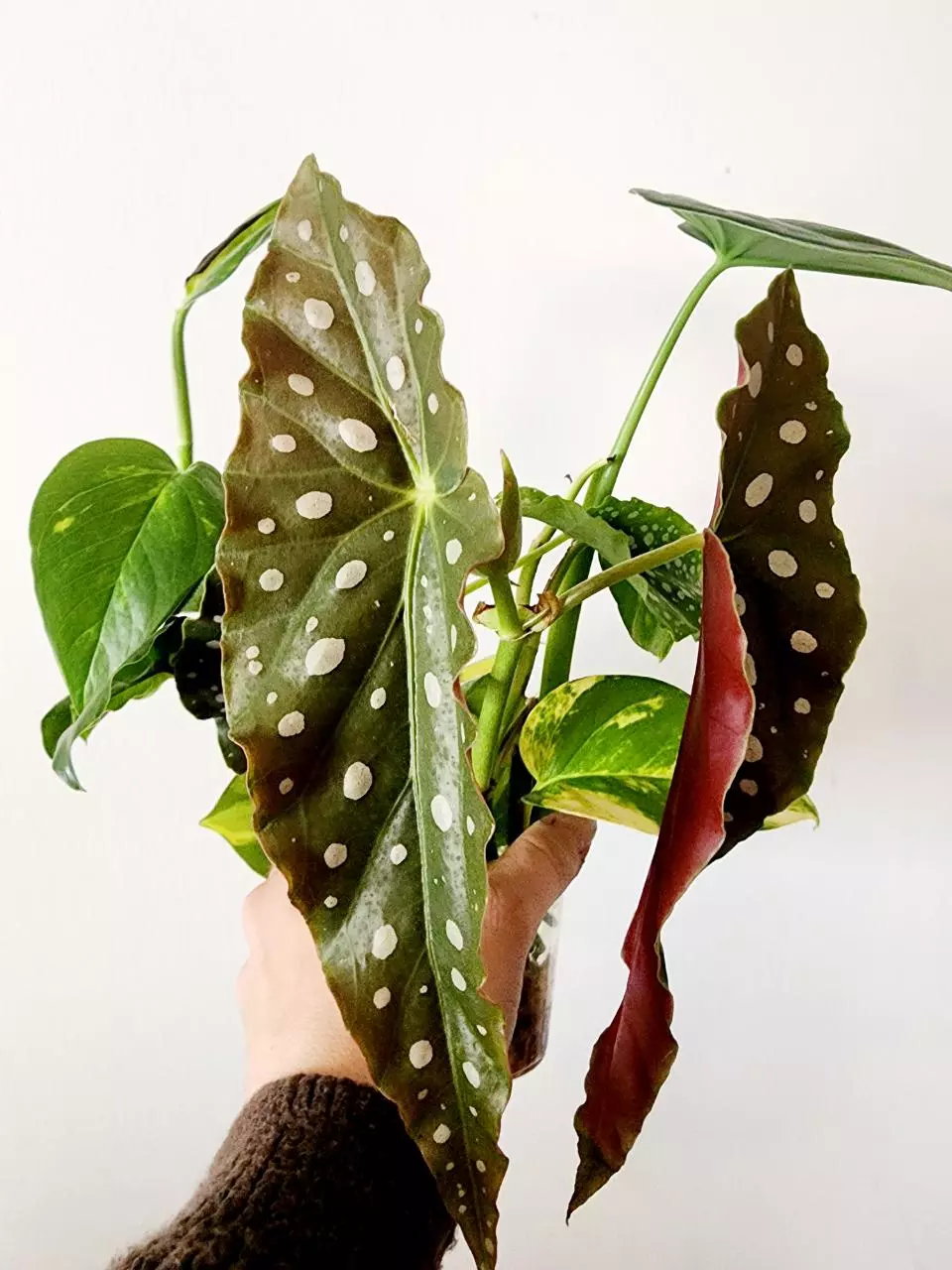 plant/Mystery Clippings-0