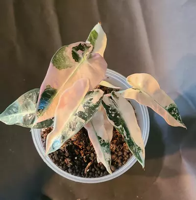 plant/Alocasia Pink Bambino-2-thumbnail