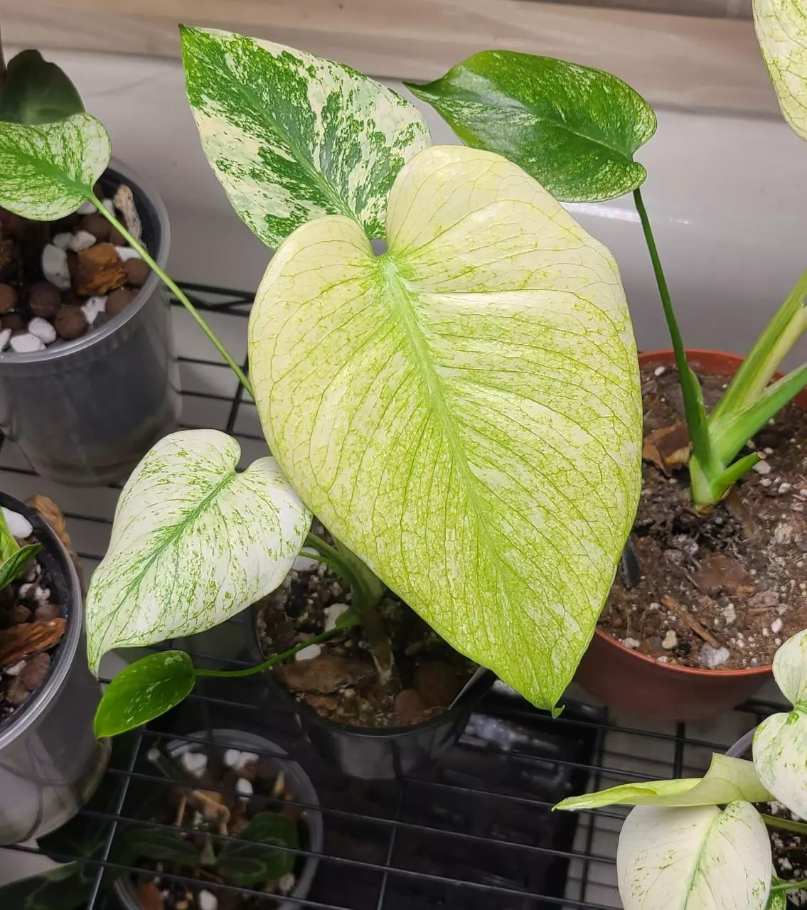 plant/Monstera White Monster-2