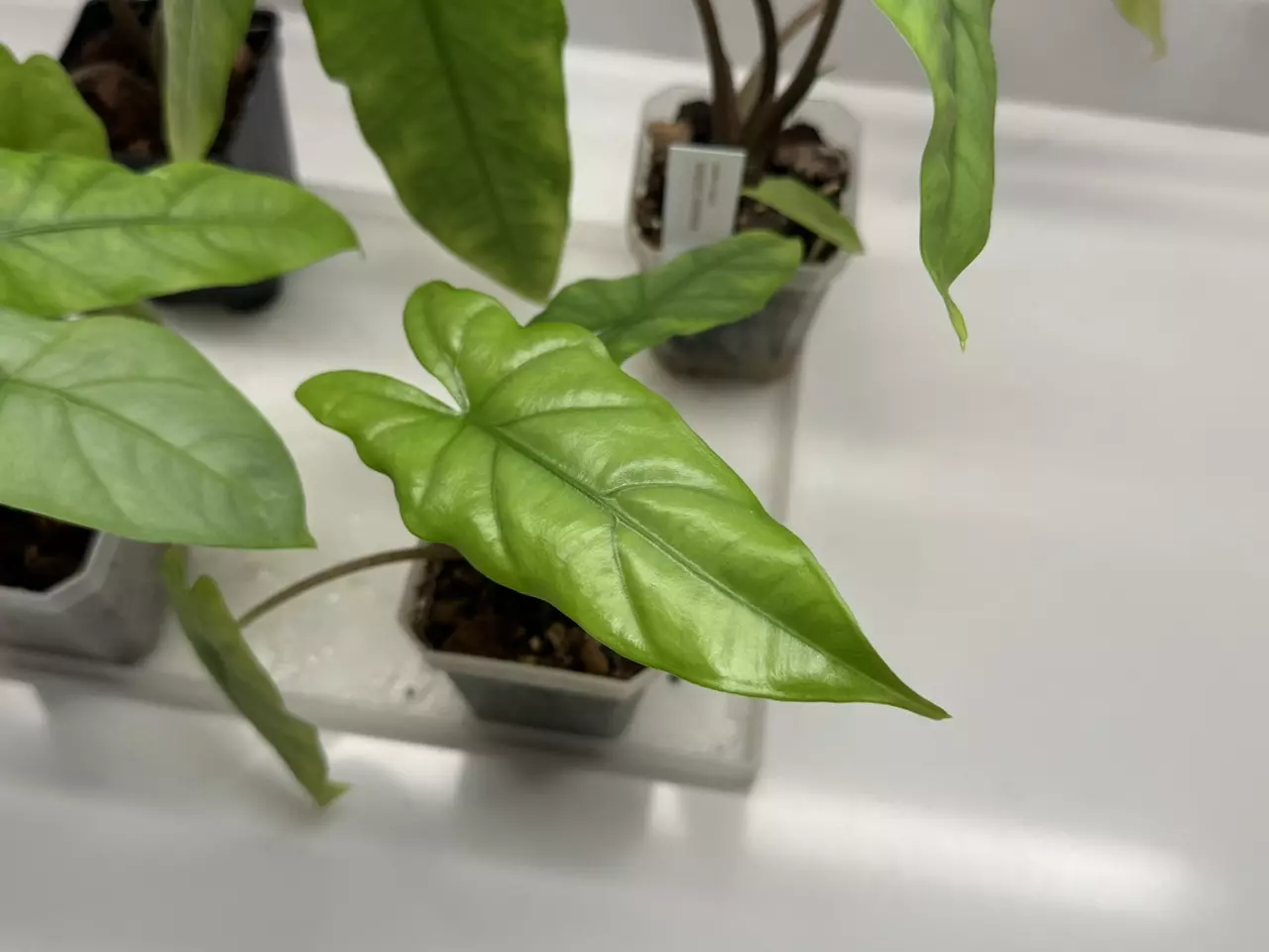 plant/Alocasia Corazon Aquino-1