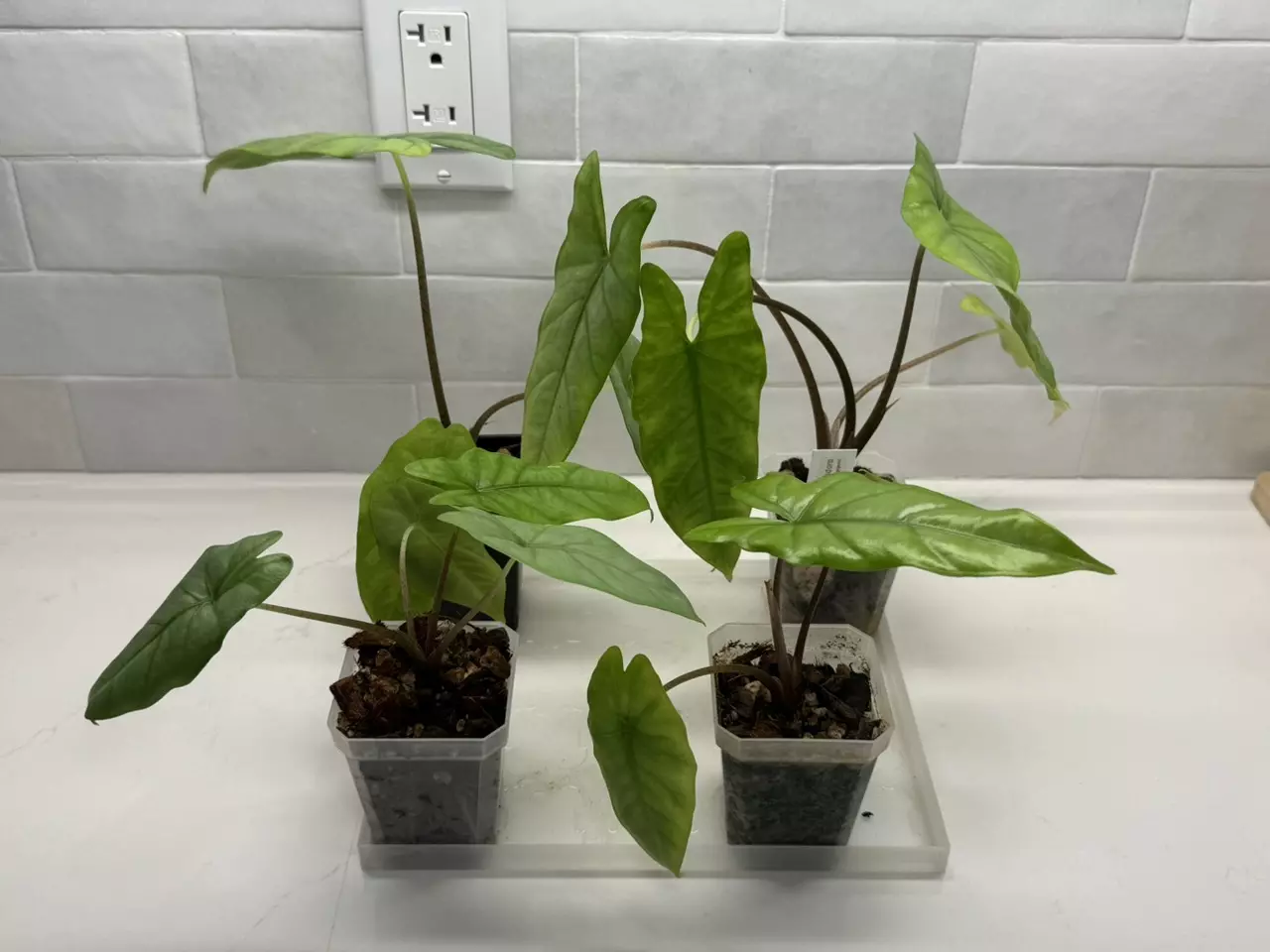 plant/Alocasia Corazon Aquino-0