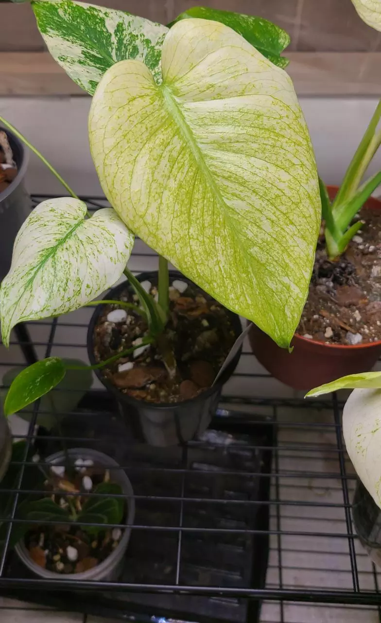 plant/Monstera White Monster-1