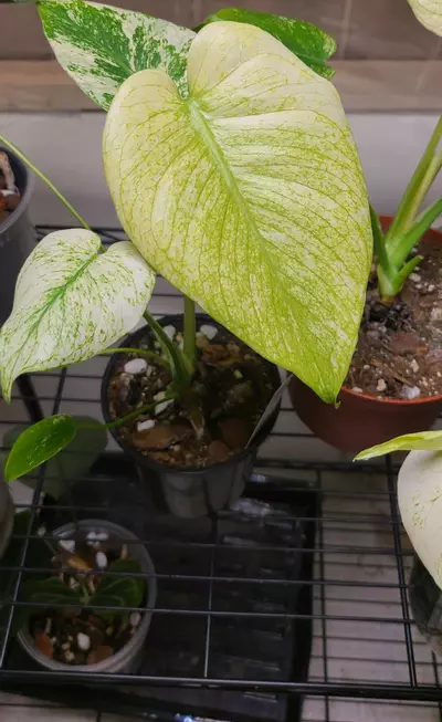 plant/Monstera White Monster-1-thumbnail