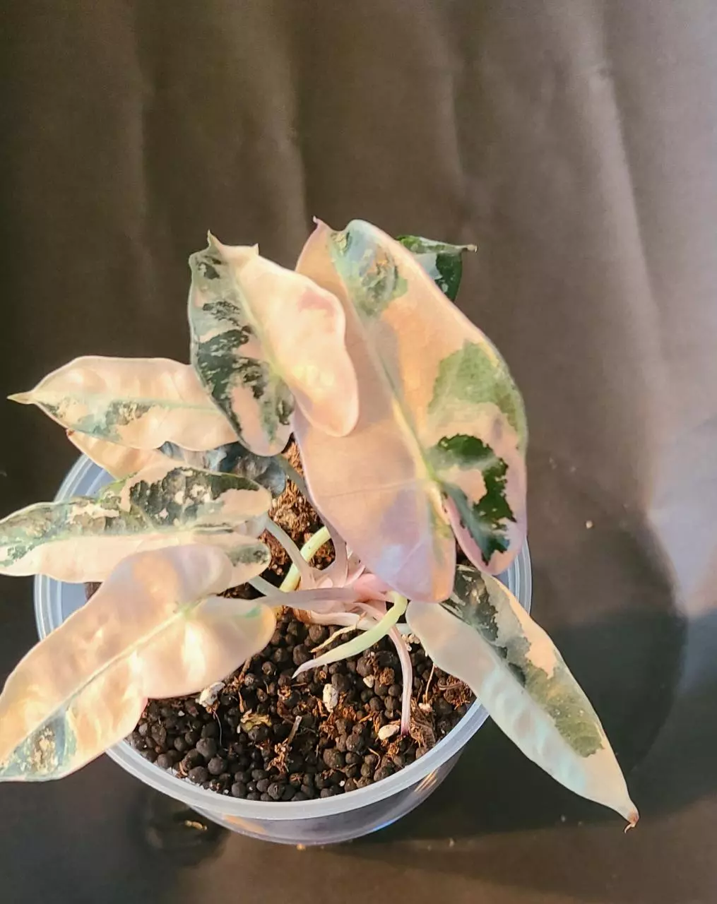 plant/Alocasia Pink Bambino-0