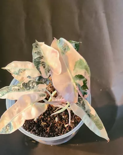 plant/Alocasia Pink Bambino-0-thumbnail
