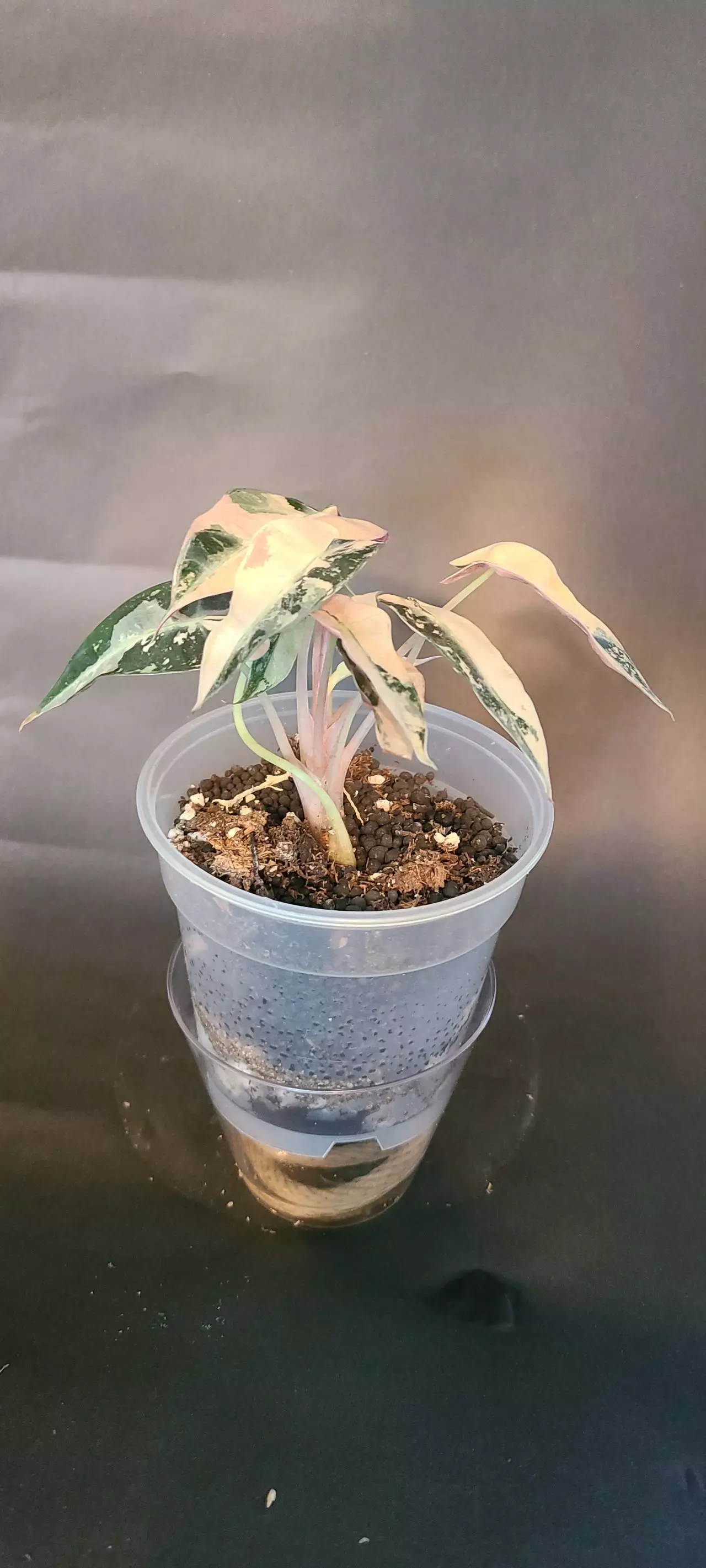 plant/Alocasia Pink Bambino-1