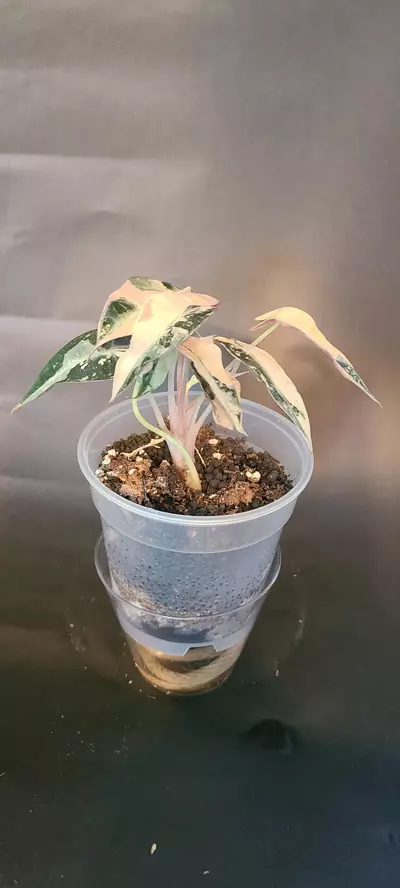 plant/Alocasia Pink Bambino-1-thumbnail