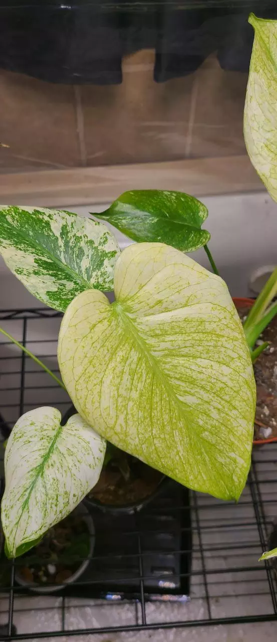 plant/Monstera White Monster-0