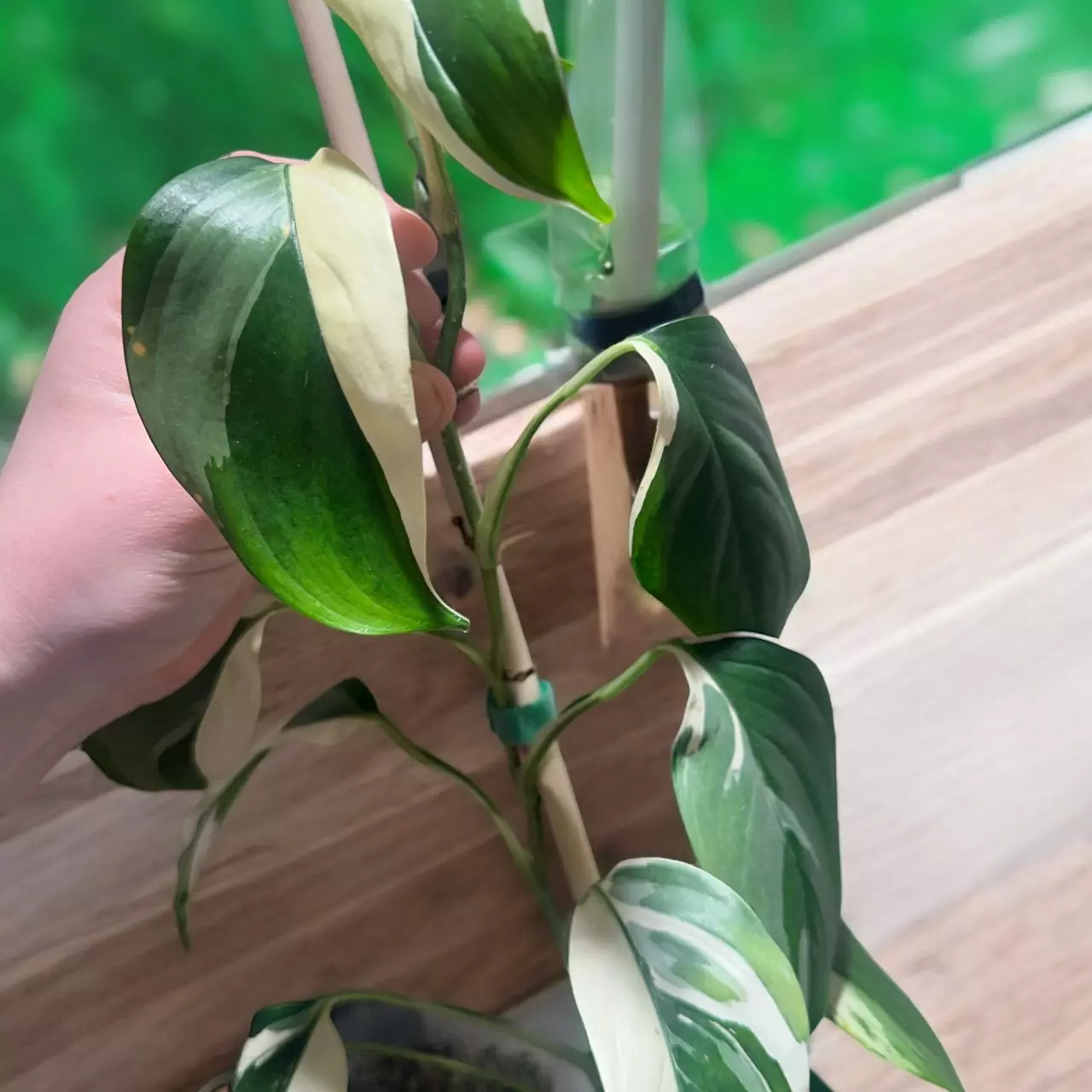 plant/Blue Albo Scindapsus Mid-Cutting-0