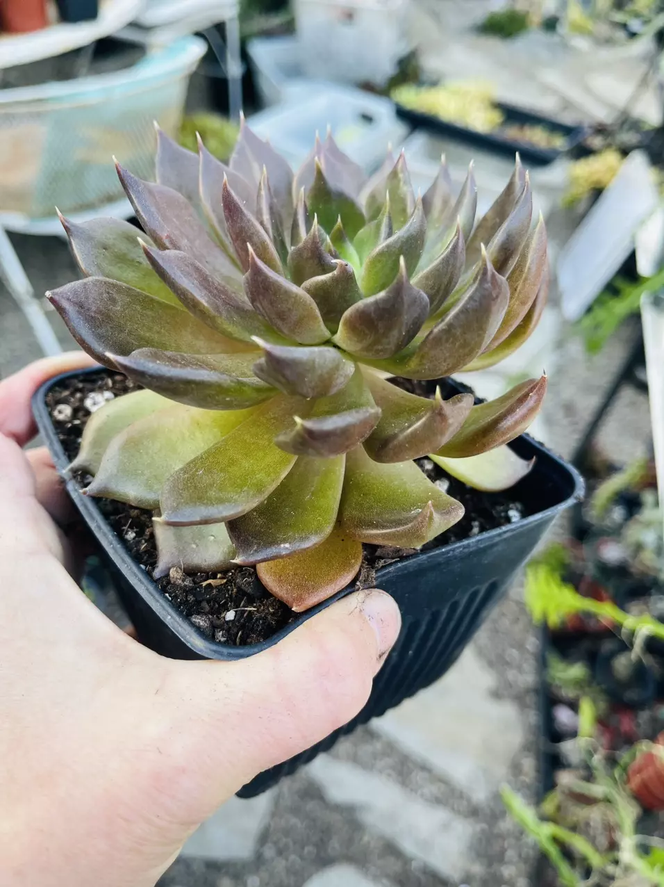 plant/5” Pot Echeveria Black Knight-1