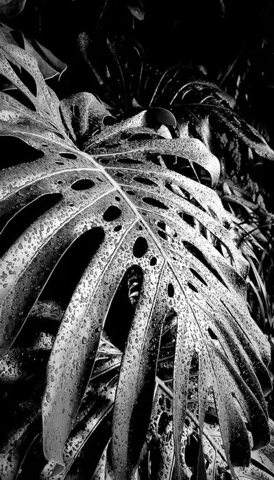 plant/Extreme Cold Climate Packaging (With Heat Element)-0-thumbnail