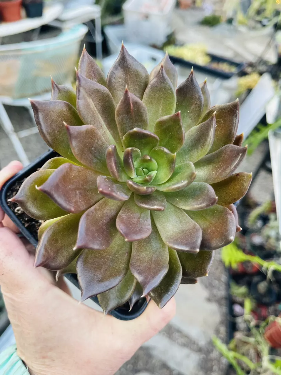 plant/5” Pot Echeveria Black Knight-0