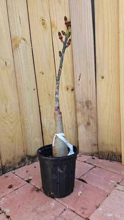 plant/Pseudobombax ellipticum Pink grafted - shaving brush tree 2ft tall-2-thumbnail