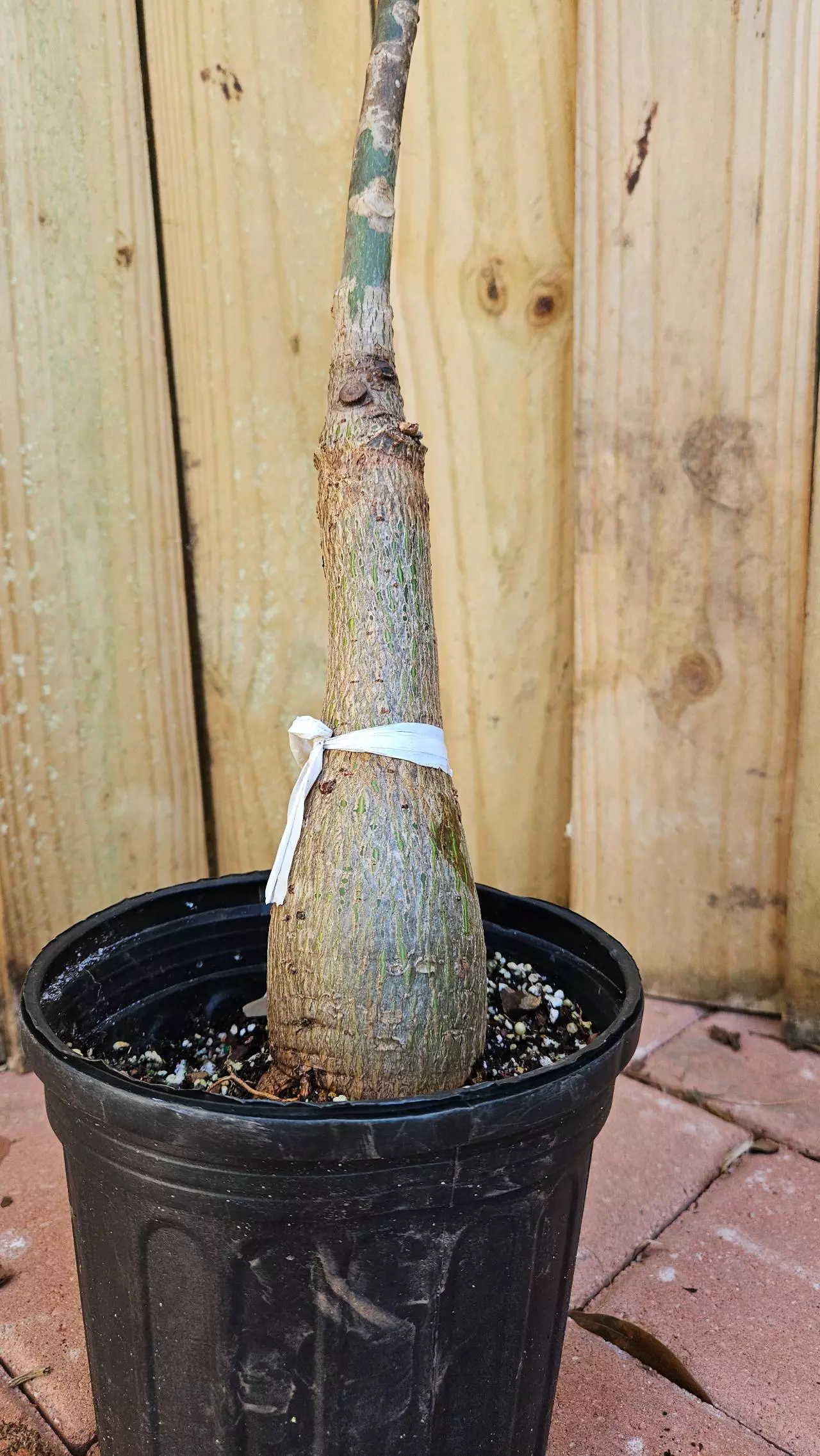 plant/Pseudobombax ellipticum Pink grafted - shaving brush tree 2ft tall-1