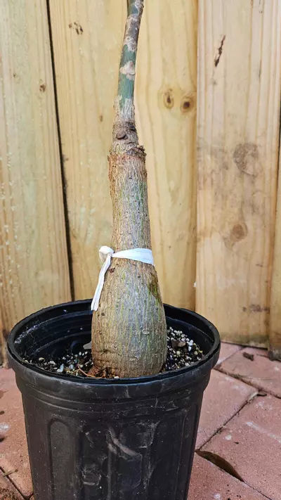 plant/Pseudobombax ellipticum Pink grafted - shaving brush tree 2ft tall-1-thumbnail