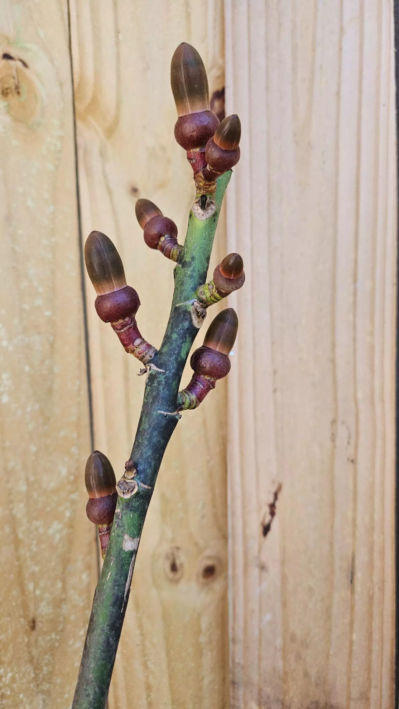 plant/Pseudobombax ellipticum Pink grafted - shaving brush tree 2ft tall-0