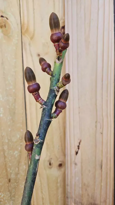 plant/Pseudobombax ellipticum Pink grafted - shaving brush tree 2ft tall-0-thumbnail