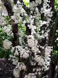 plant/Phaleria clerodendron - Scented daphne - Rosy apple FRAGRANT 3+ ft tree-3-thumbnail