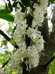 plant/Phaleria clerodendron - Scented daphne - Rosy apple FRAGRANT 3+ ft tree-2-thumbnail
