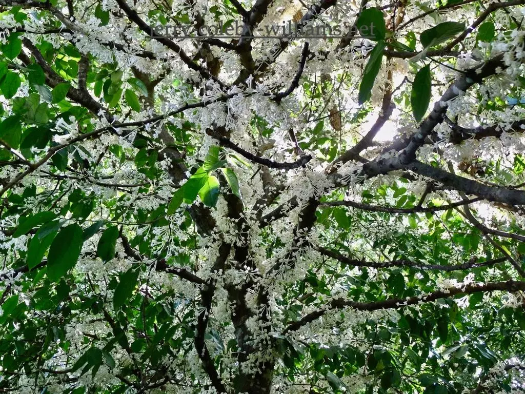 plant/Phaleria clerodendron - Scented daphne - Rosy apple FRAGRANT 3+ ft tree-4