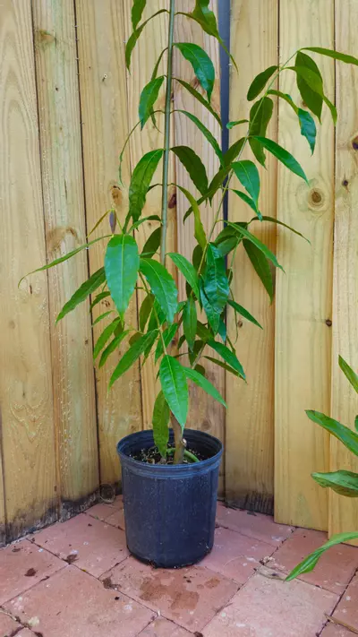 plant/Phaleria clerodendron - Scented daphne - Rosy apple FRAGRANT 3+ ft tree-0-thumbnail