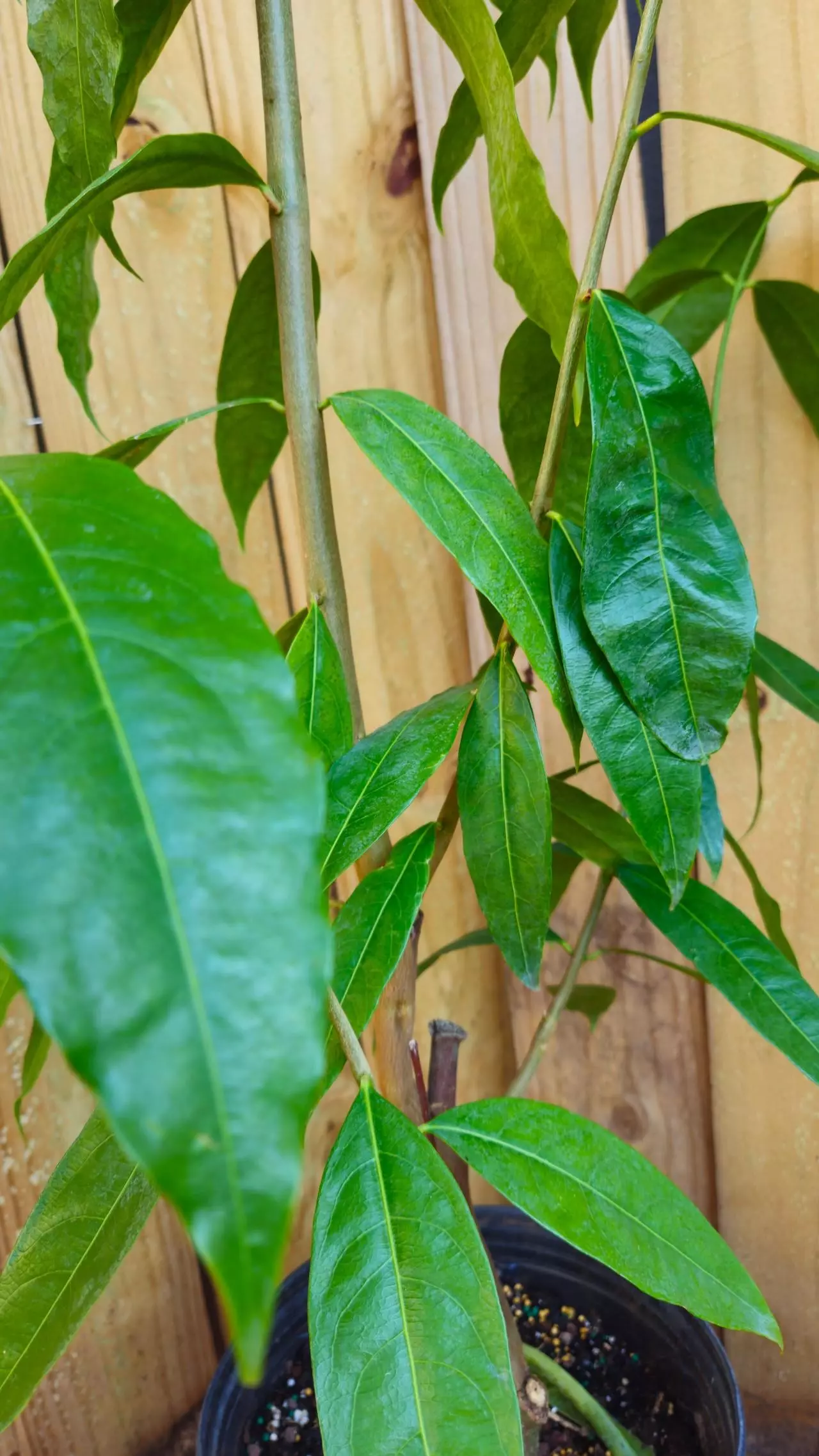 plant/Phaleria clerodendron - Scented daphne - Rosy apple FRAGRANT 3+ ft tree-1