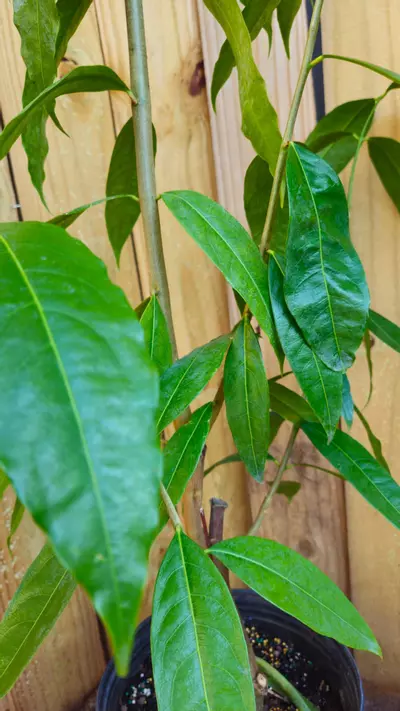 plant/Phaleria clerodendron - Scented daphne - Rosy apple FRAGRANT 3+ ft tree-1-thumbnail