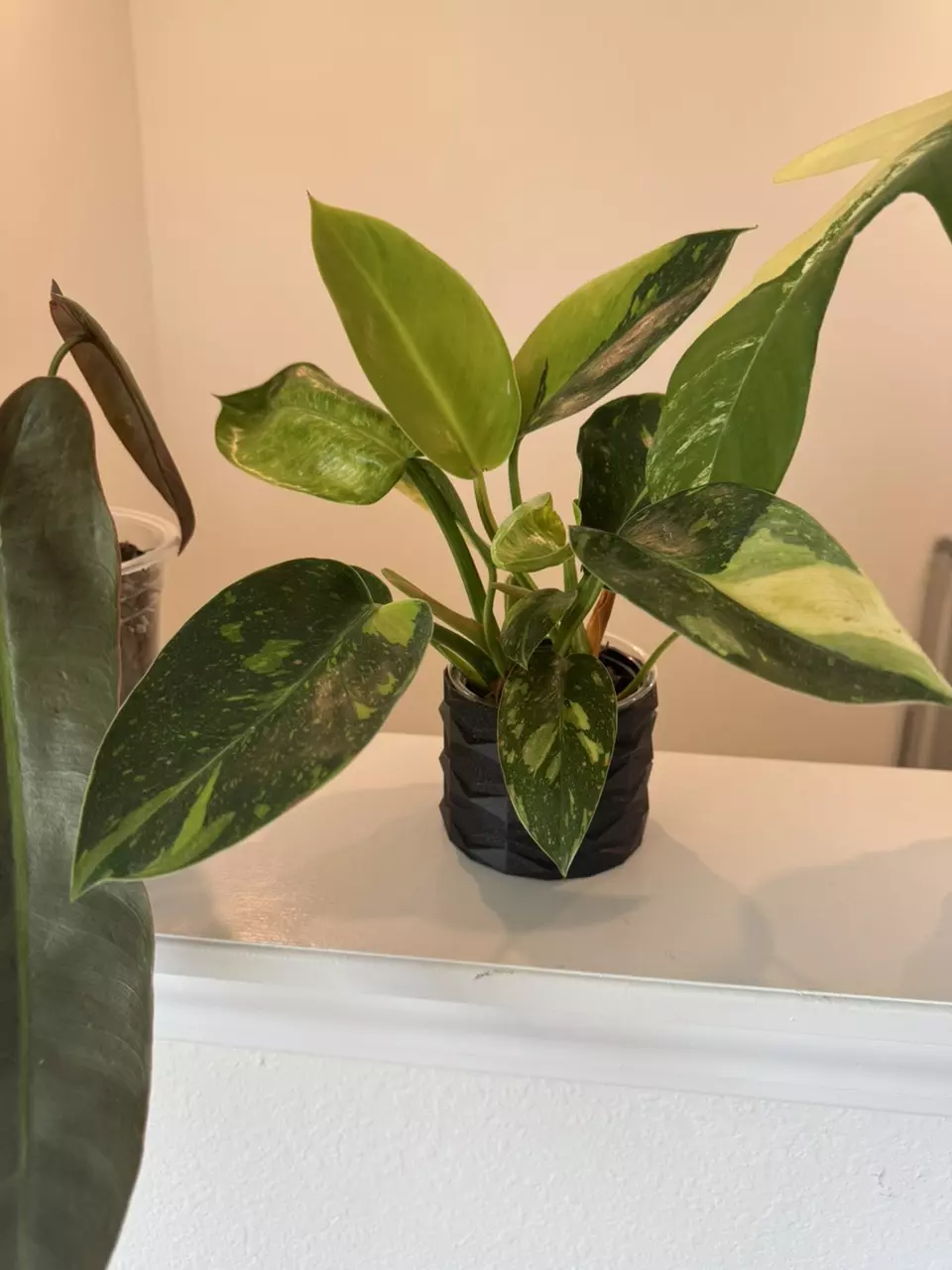 plant/Green Congo nuclear-4