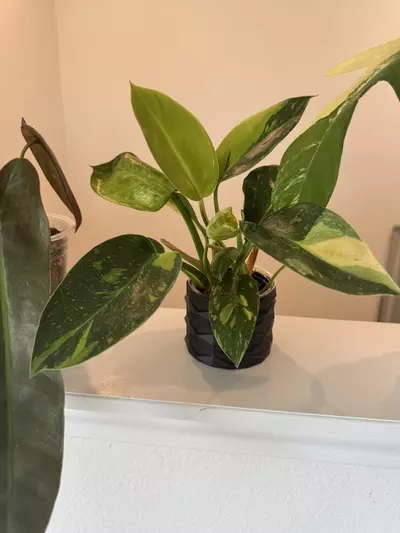 plant/Green Congo nuclear-4-thumbnail