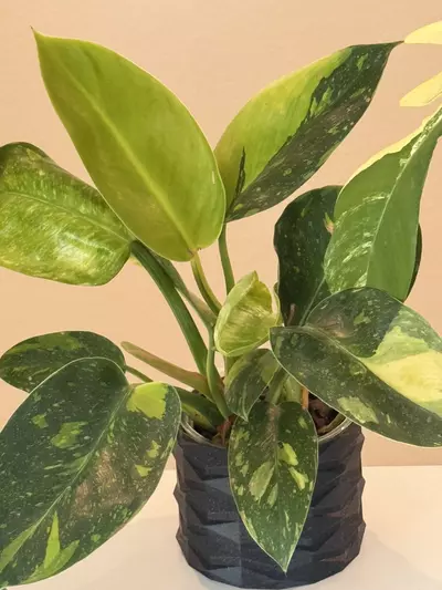 plant/Green Congo nuclear-3-thumbnail