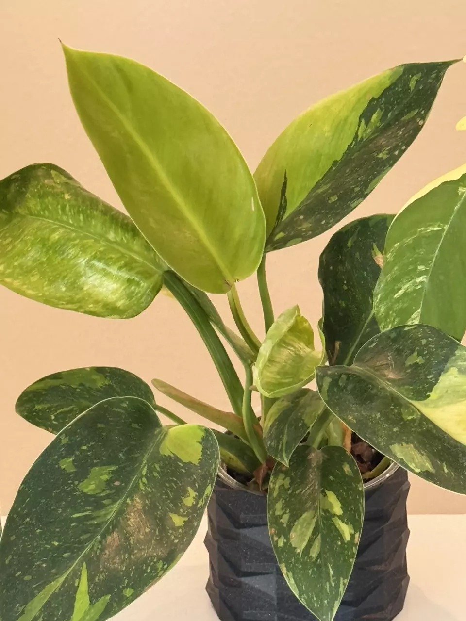 plant/Green Congo nuclear-0