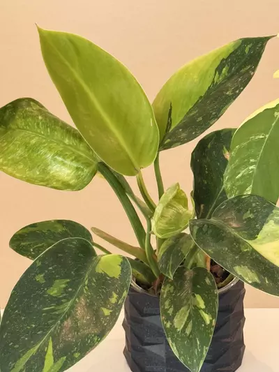 plant/Green Congo nuclear-0-thumbnail