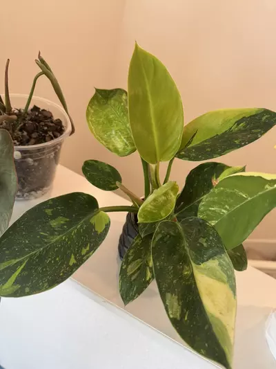 plant/Green Congo nuclear-2-thumbnail