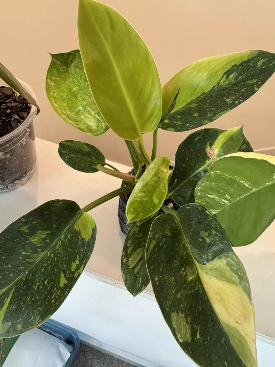 plant/Green Congo nuclear-1