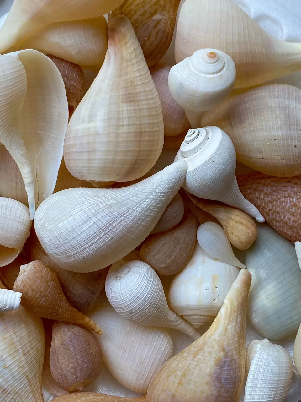 plant/1 Fig Whelk (approx 2-3”)-0