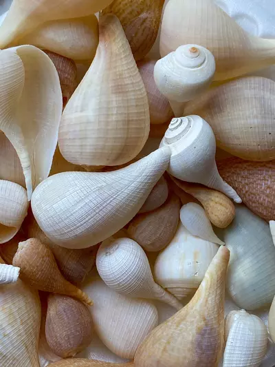 plant/1 Fig Whelk (approx 2-3”)-0-thumbnail