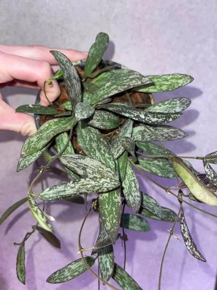 plant/Trailing Hoya Sigillatis-1