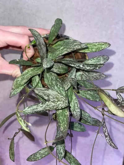 plant/Trailing Hoya Sigillatis-1-thumbnail