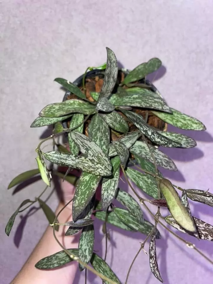 plant/Trailing Hoya Sigillatis-0