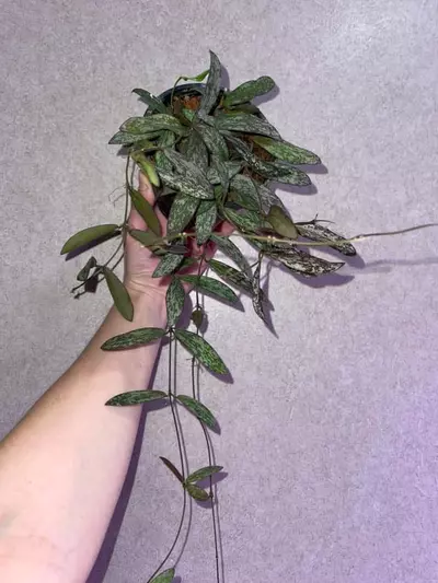plant/Trailing Hoya Sigillatis-2-thumbnail