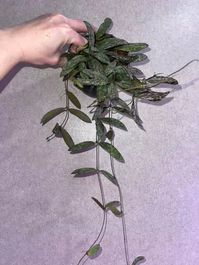 plant/Trailing Hoya Sigillatis-3-thumbnail