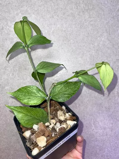 plant/Hoya Polyneura Silver-1-thumbnail