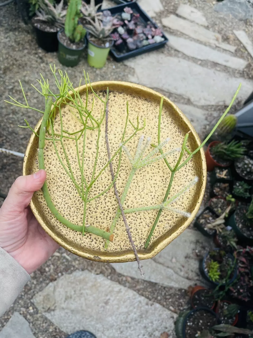 plant/5 pc. Rhipsalis Cutting Bag-0