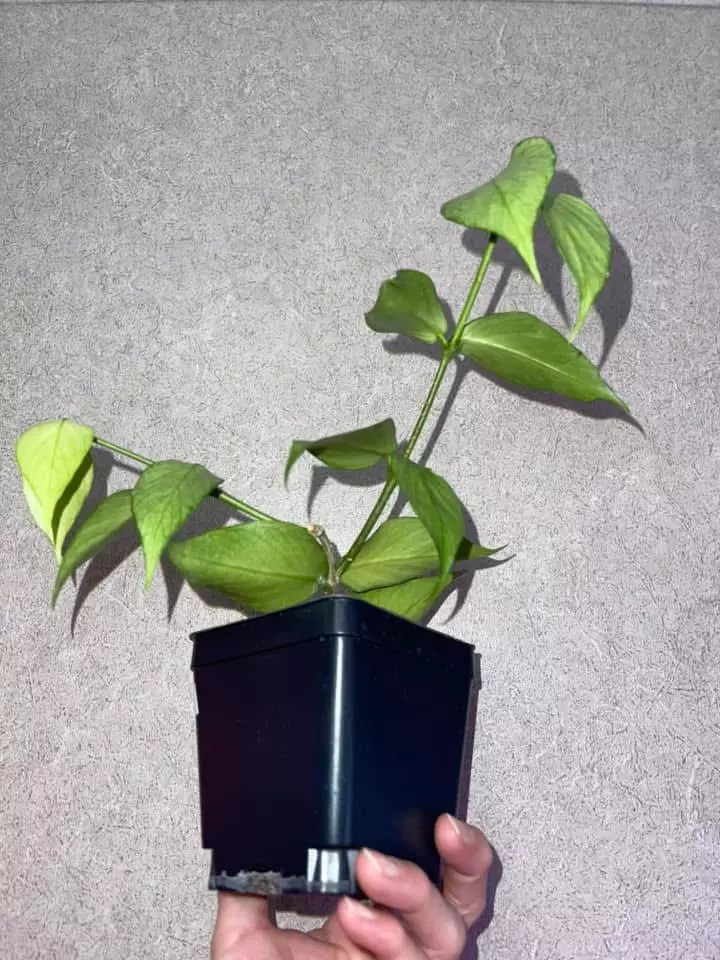 plant/Hoya Polyneura Silver-2