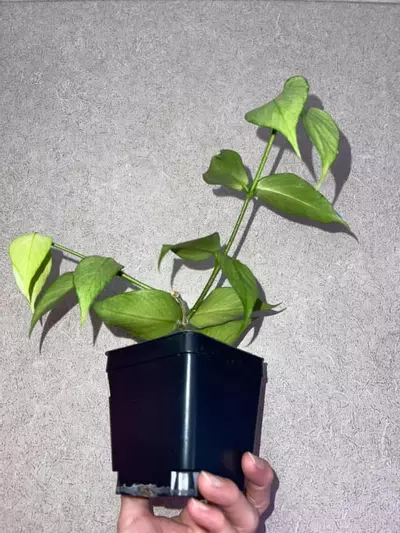 plant/Hoya Polyneura Silver-2-thumbnail