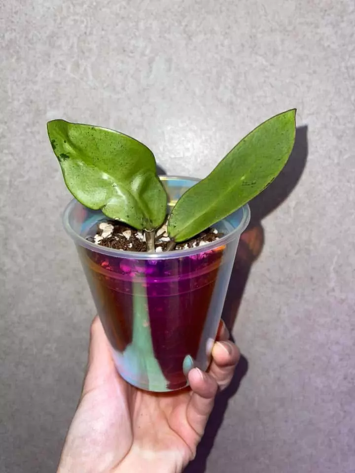 plant/Hoya Silver Dollar-0