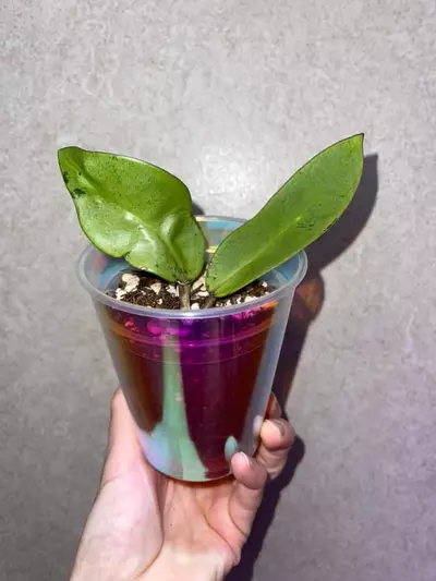 plant/Hoya Silver Dollar-0-thumbnail