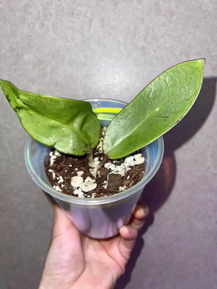 plant/Hoya Silver Dollar-1