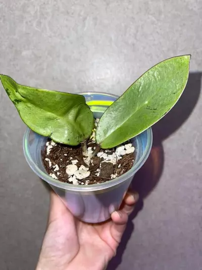 plant/Hoya Silver Dollar-1-thumbnail