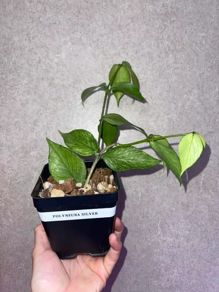 plant/Hoya Polyneura Silver-0